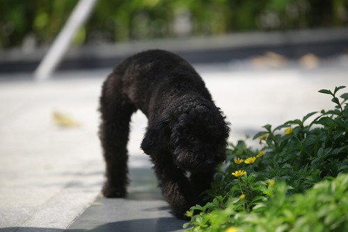 Một ngày của Dương Triệu Vũ với “con gái“ - 3