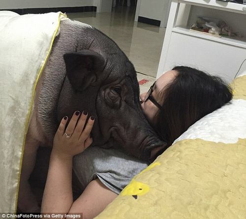 Thiếu nữ Trung Quốc thích ngủ cùng... lợn - 1