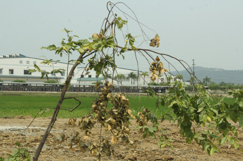 Nghệ An: Hàng trăm cây sao đen dọc QL 46 bị “trảm” - 6