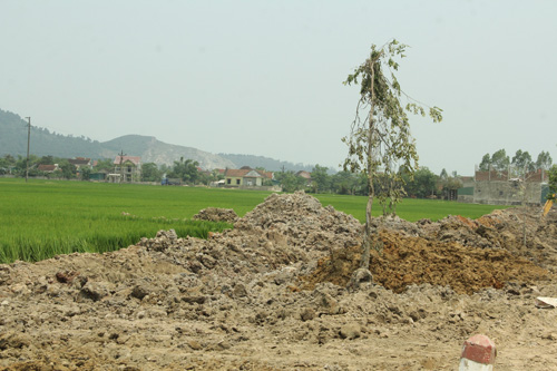 Nghệ An: Hàng trăm cây sao đen dọc QL 46 bị “trảm” - 4