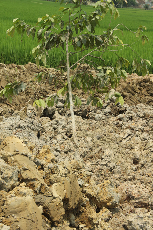 Nghệ An: Hàng trăm cây sao đen dọc QL 46 bị “trảm” - 3