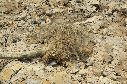 Nghệ An: Hàng trăm cây sao đen dọc QL 46 bị “trảm” - 2