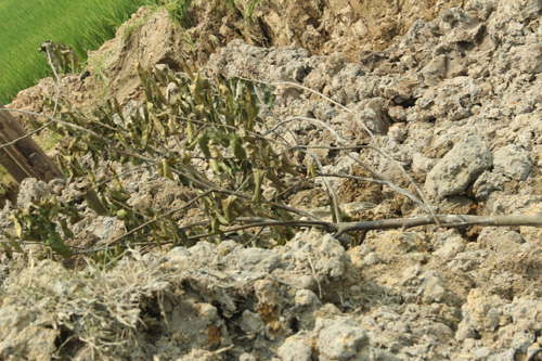 Nghệ An: Hàng trăm cây sao đen dọc QL 46 bị “trảm” - 5