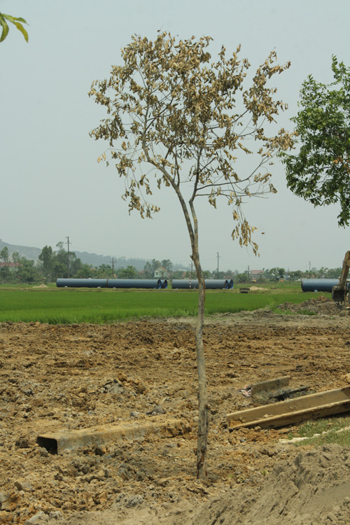 Nghệ An: Hàng trăm cây sao đen dọc QL 46 bị “trảm” - 7