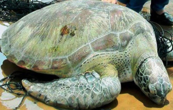 Rùa biển quý hiếm nặng 62kg sa lưới ngư dân - 1