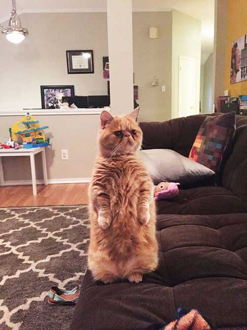 Kỳ lạ: Chú mèo ú chỉ thích đứng bằng 2 chân - 1