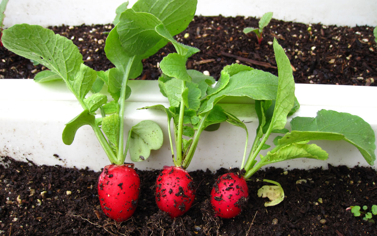 5 loại củ, quả tí hon “làm mưa làm gió” trên thị trường - 7