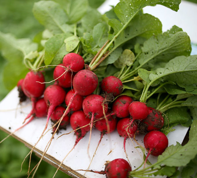 5 loại củ, quả tí hon “làm mưa làm gió” trên thị trường - 8