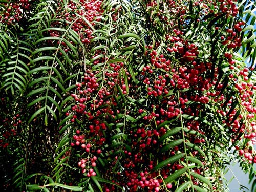 Đảo Réunion: Biển, nắng và những thân hình nóng bỏng - 1