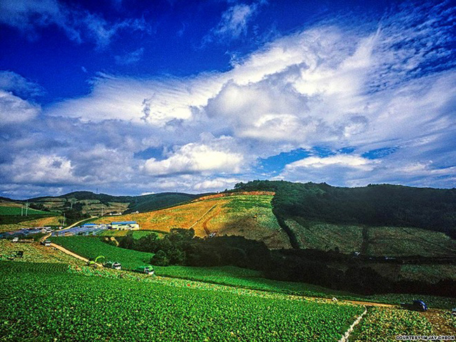 20.&nbsp;Gangneung Anbandeok-gil:&nbsp;Nhờ nằm khá gần Seoul (mất khoảng 3 tiếng đi xe), Gangneung ở tỉnh Gangwon là một trong những địa điểm du lịch đông khách quanh năm của Hàn Quốc. Thành phố này nổi tiếng với những ngọn núi và bãi biển, học viện Khổng Tử, bảo tàng và nhiều điểm tham quan thú vị khác.
