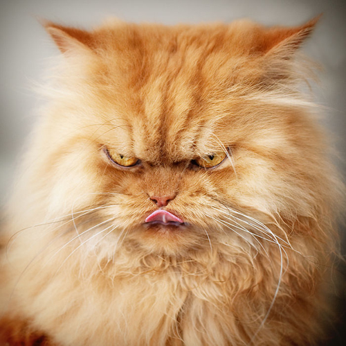 Con mèo giận dữ sẽ khiến bạn phải hài lòng với cảm giác chắc chắn rằng bạn không phải là mục tiêu của chúng. Hãy xem ảnh và thưởng thức sự \
