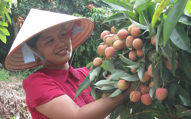 Mỹ - thị trường lớn cho nông sản Việt - 1
