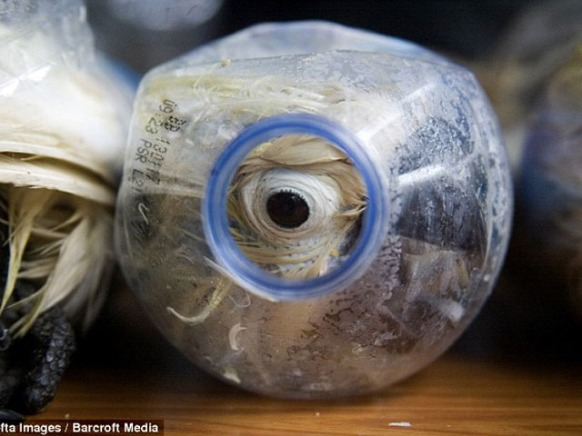 Indonesia: Nhét chim vào chai nhựa để qua cửa hải quan - 1