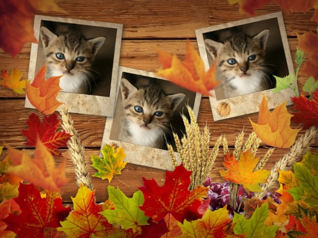 Photovisi autumn
