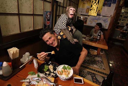 Video: "Khỉ hầu bàn" tại quán ăn Nhật Bản - 1