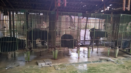 Hơn 1.000 cá thể gấu đang “sống khổ” ở Việt Nam - 1