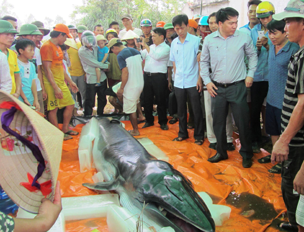 Xác cá voi nửa tấn dạt vào bờ biển Thanh Hóa - 1
