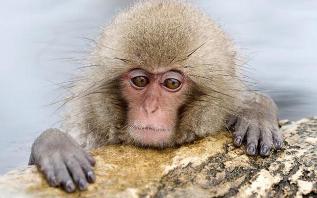 Đặt tên khỉ giống công chúa Anh, vườn thú Nhật bị “ném đá“ - 1