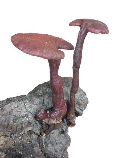Nấm Lim Xanh - Liệu pháp chữa trị ung thư mới - 2