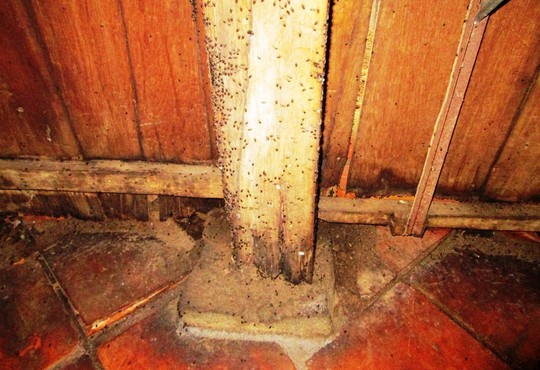 Ngủ ngoài vườn, ăn cơm trong mùng vì bọ đậu đen - 1