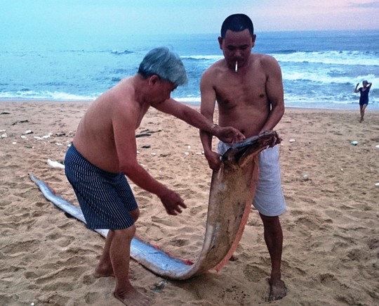 Cá hố ông dài 4 mét dạt vào bờ biển Quảng Bình - 1
