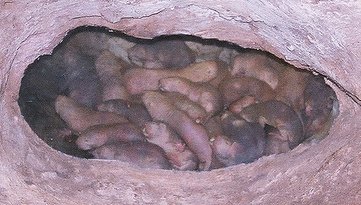 Hết hồn với những sinh vật xấu xí nhất hành tinh - 6