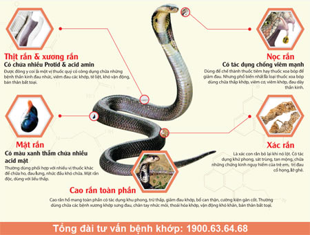 Kỳ 2: Rắn hổ mang - vị thuốc trị bệnh khớp "danh bất hư truyền" - 2