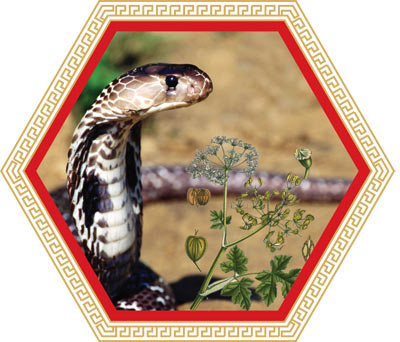 Kỳ 2: Rắn hổ mang - vị thuốc trị bệnh khớp "danh bất hư truyền" - 1