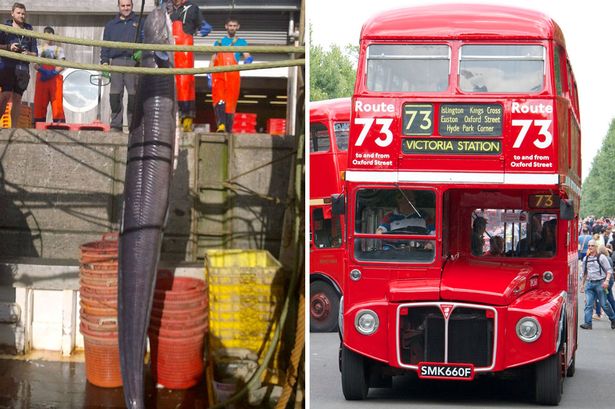 Anh: Bắt được lươn khổng lồ cao hơn xe bus 2 tầng - 2