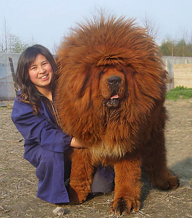 Chó Ngao Tây Tạng được mệnh danh là Vua của các loài chó với thân hình cao lớn cùng bộ lông xù giống sư tử.