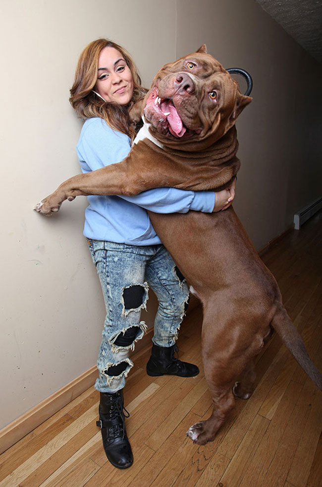 Chú chó Pitbull, Hulk có cân nặng“khủng” nhất thế giới, 78,5kg (173 pounds).