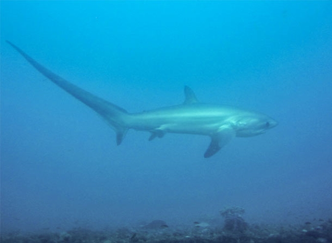 Theresher Shark là cá mập bơi lội nhanh nhất. Nó có một cái đuôi dài dùng để nghe tiếng con mồi và dễ dàng săn chúng. Đuôi của nó có thể nặng hơn 300 kg chiếm 33% trọng lượng cơ thể của nó.