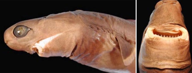 Loài cá mập này còn được gọi là cá mập xì gà. Nó nặng khoảng 4,5 kg và dài cỡ 1 mét. Nó có ngoài hình kỳ dị trông khá đáng sợ.