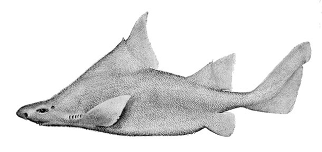 Cá chó có thể được tìm thấy trong nước biển sâu giữa Úc và New Zealand. Nó có lớp ngoài thô gai có thể được so sánh với cảm giác của giấy nhám.


Loài cá mập này còn được gọi là cá mập xì gà. Nó nặng khoảng 4,5 kg và dài cỡ 1 mét. Nó có ngoài hình kỳ dị trông khá đáng sợ.





Loài cá mập đáng sợ này có vây lớn bất thường trên cơ thể nhỏ. Nó có răng sắc bén và ở dưới đấy đại dương rất ít được con người nhìn thấy.





Loài cá này gần như đã tuyệt chủng. Nó có vòng xoáy răng kỳ lạ và chắc chắn là cơn ác mộng của tất cả loài sinh vật dưới lòng đại dương.