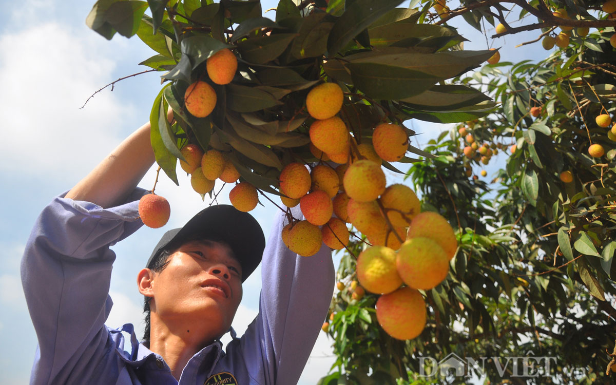 Vải thiều đầu mùa: 20.000 đồng/kg bán tại vườn - 1