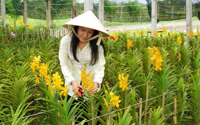 Loay hoay tìm giống tốt cho hoa lan - 1