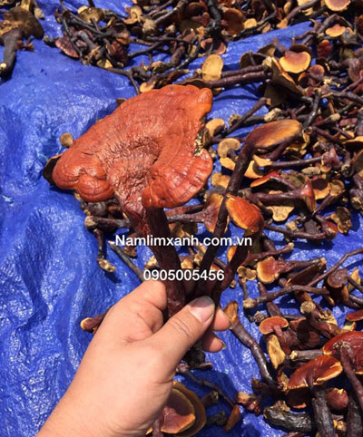 Nấm Lim Xanh - Liệu pháp chữa trị ung thư mới - 1