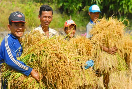 Đưa gạo Việt  thành thương hiệu  hàng đầu thế giới - 1