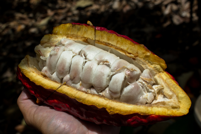 Những loại cây thích “chơi trội” đẻ ra quả từ... thân - 6