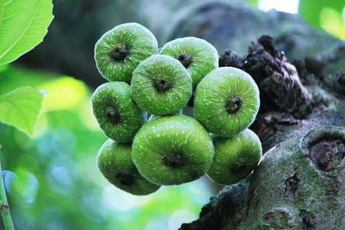 Những loại cây thích “chơi trội” đẻ ra quả từ... thân - 3