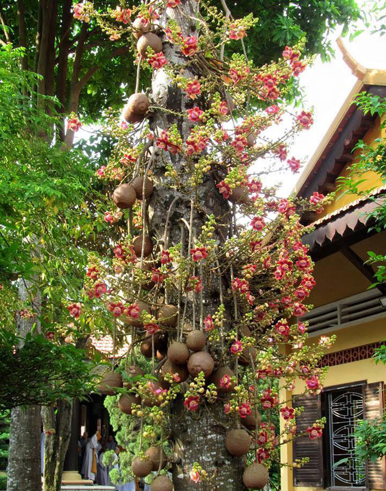 Những loại cây thích “chơi trội” đẻ ra quả từ... thân - 5