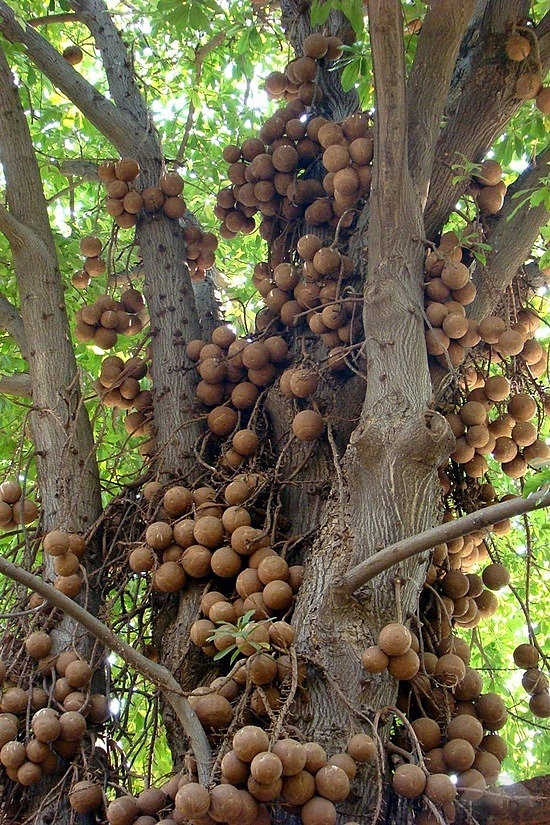 Những loại cây thích “chơi trội” đẻ ra quả từ... thân - 6