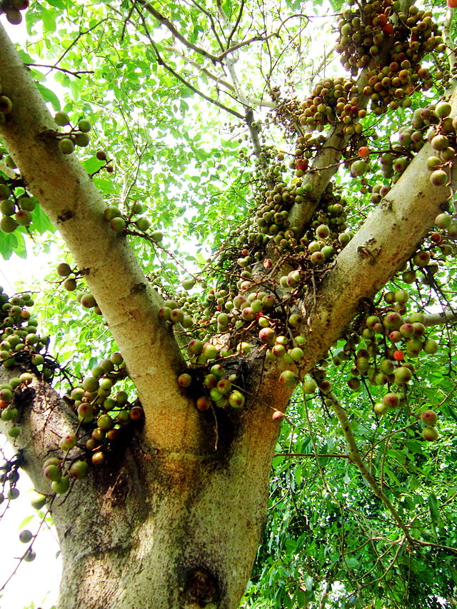Những loại cây thích “chơi trội” đẻ ra quả từ... thân - 9