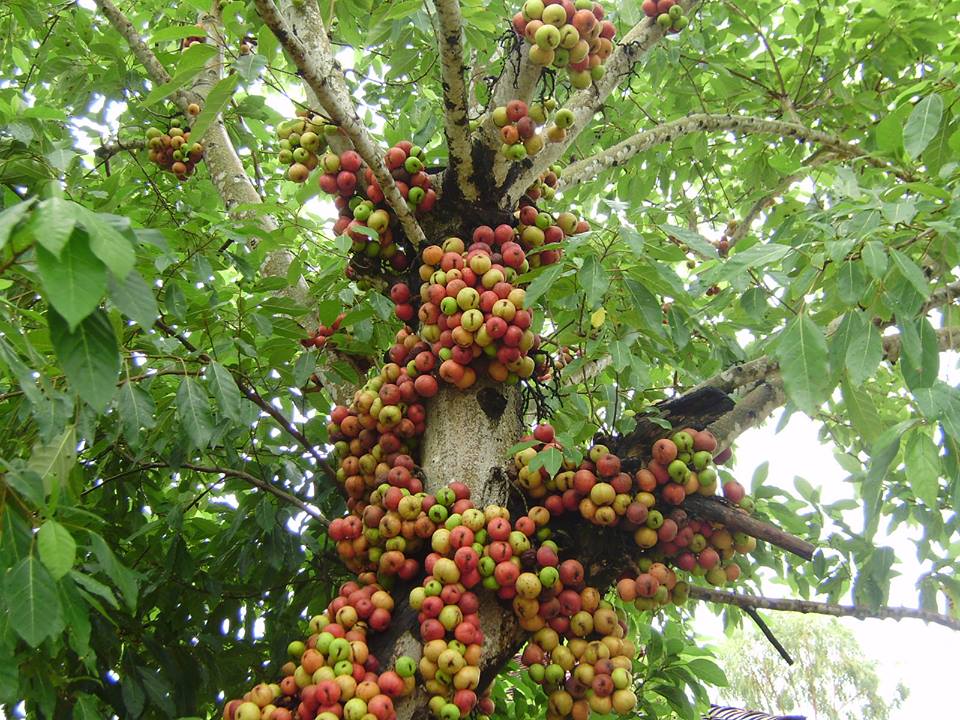 Những loại cây thích “chơi trội” đẻ ra quả từ... thân - 8