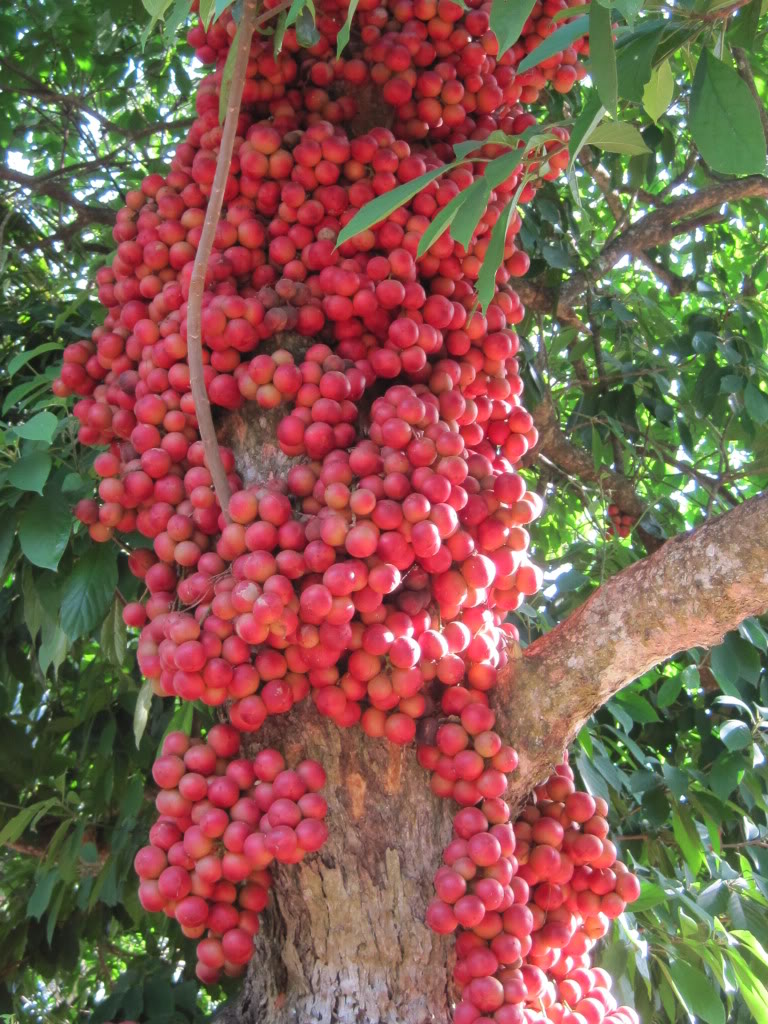 Những loại cây thích “chơi trội” đẻ ra quả từ... thân - 12