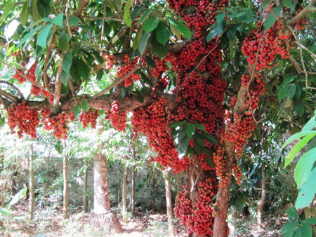 Những loại cây thích “chơi trội” đẻ ra quả từ... thân - 14