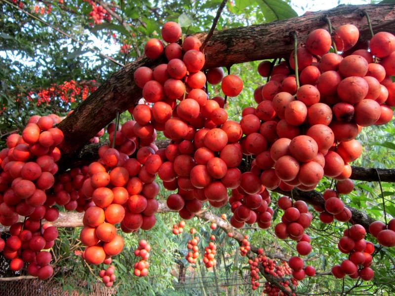 Những loại cây thích “chơi trội” đẻ ra quả từ... thân - 10