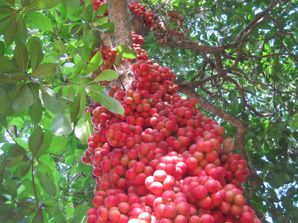 Những loại cây thích “chơi trội” đẻ ra quả từ... thân - 11