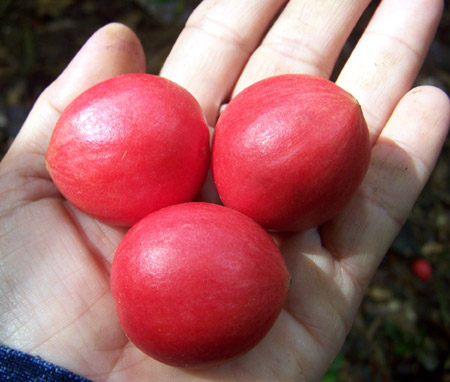 Những loại cây thích “chơi trội” đẻ ra quả từ... thân - 13