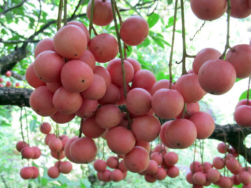 Những loại cây thích “chơi trội” đẻ ra quả từ... thân - 15